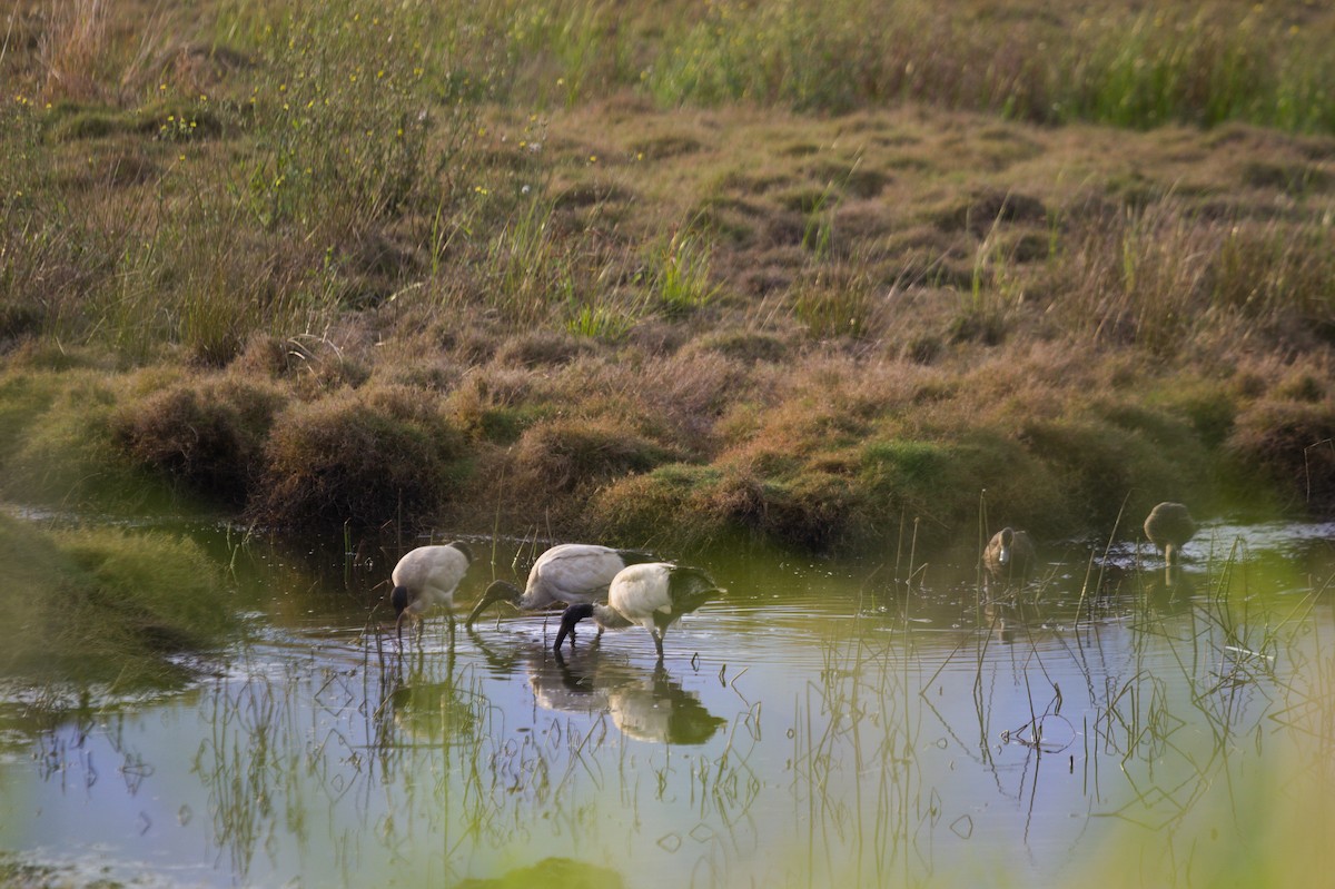 Australian Ibis - ML642204576