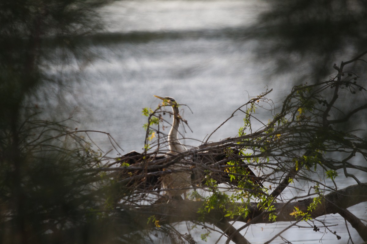 Australasian Darter - ML642204578