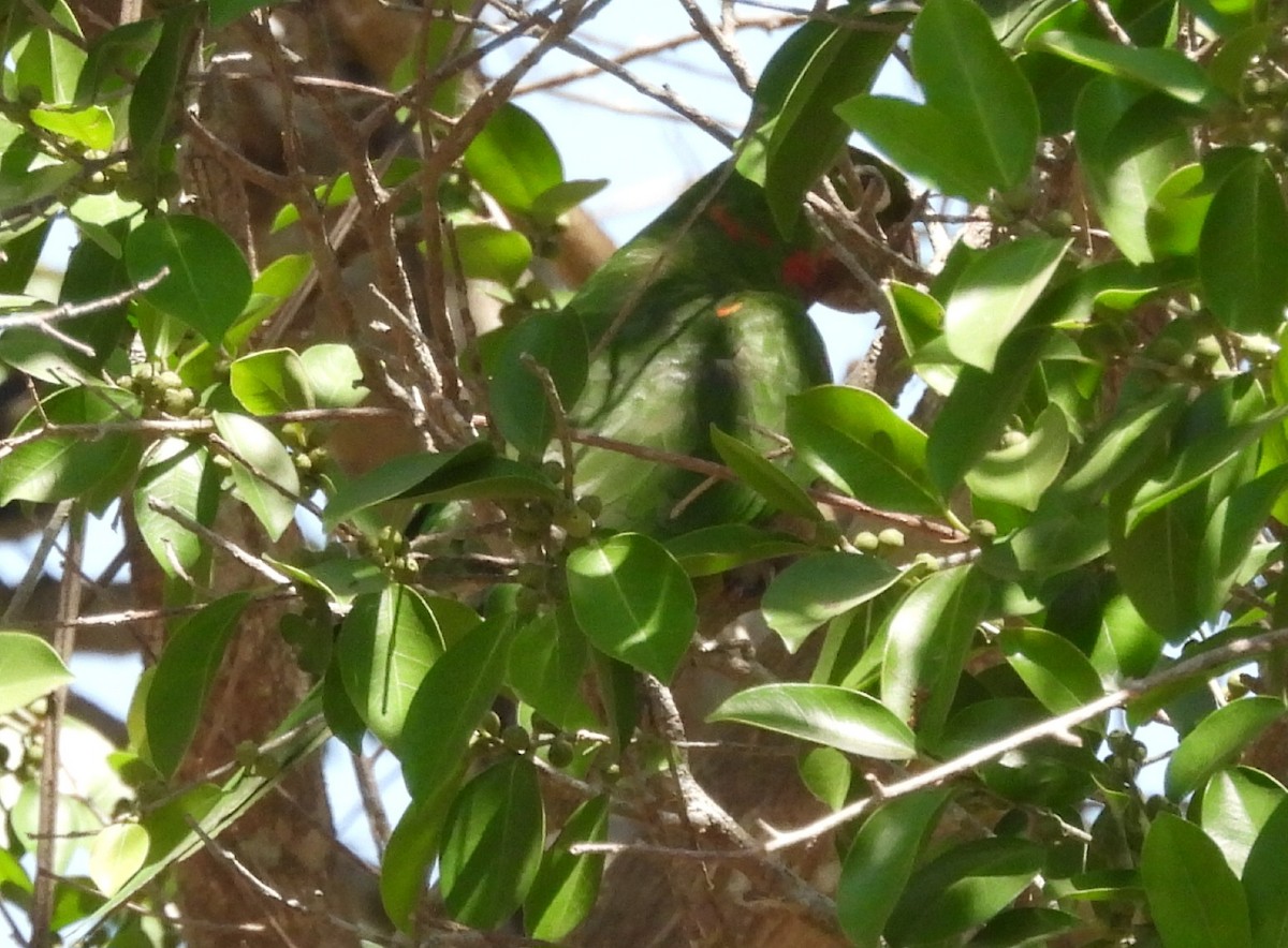 White-eyed Parakeet - ML642204584