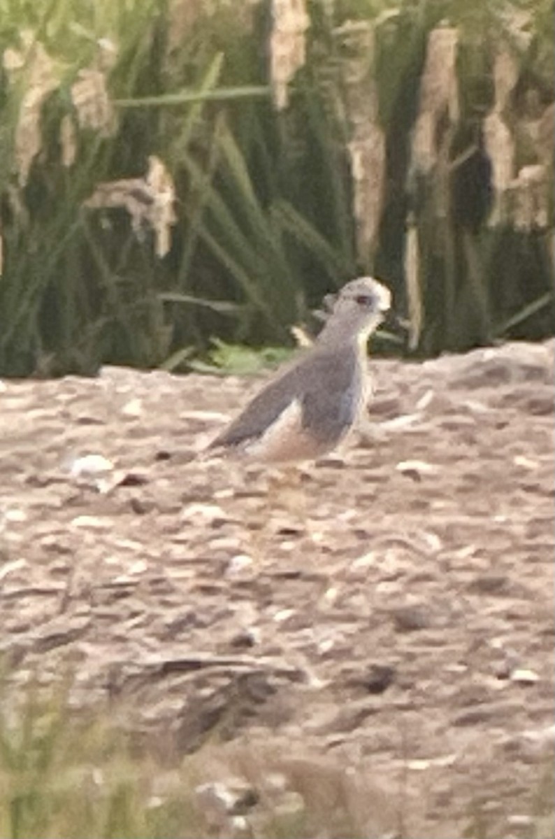 White-tailed Lapwing - ML642204586