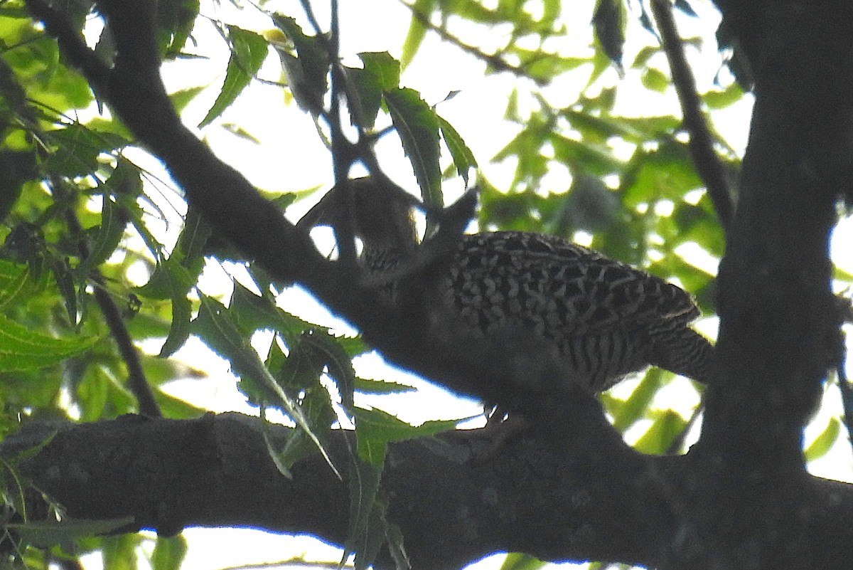Painted Francolin - ML642204600