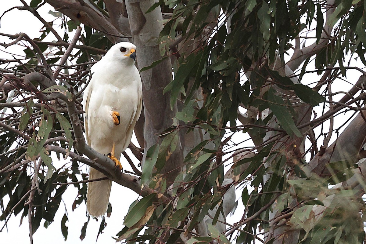 Gray Goshawk - ML642204622