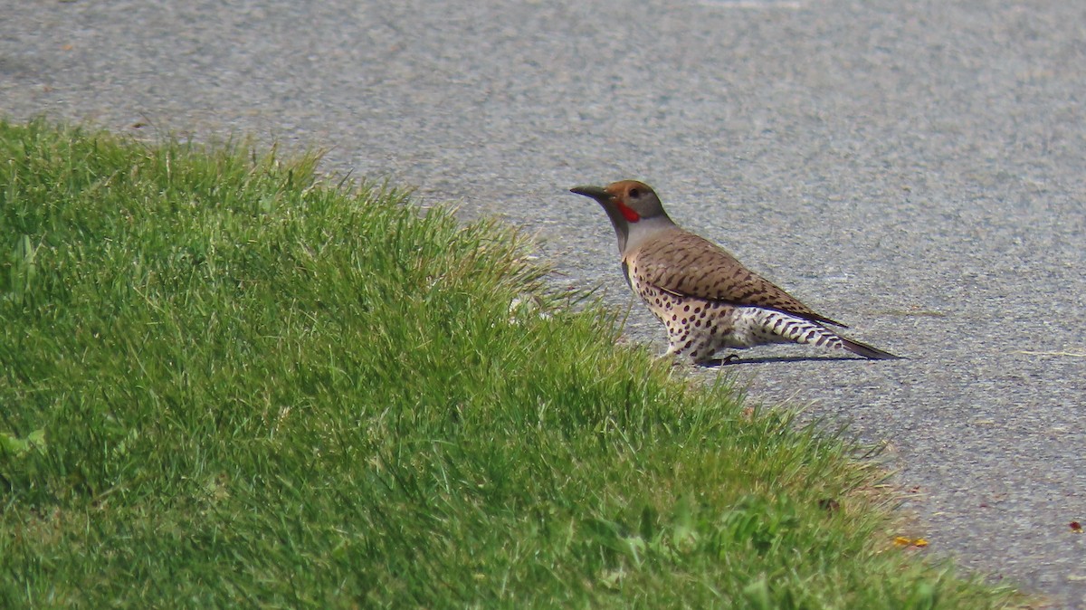 Northern Flicker - ML642204629
