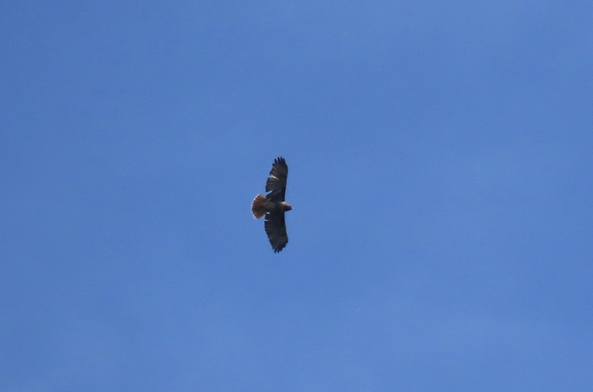 Red-tailed Hawk - ML642204630