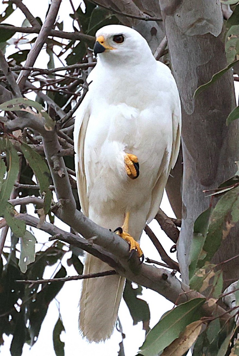 Gray Goshawk - ML642204631