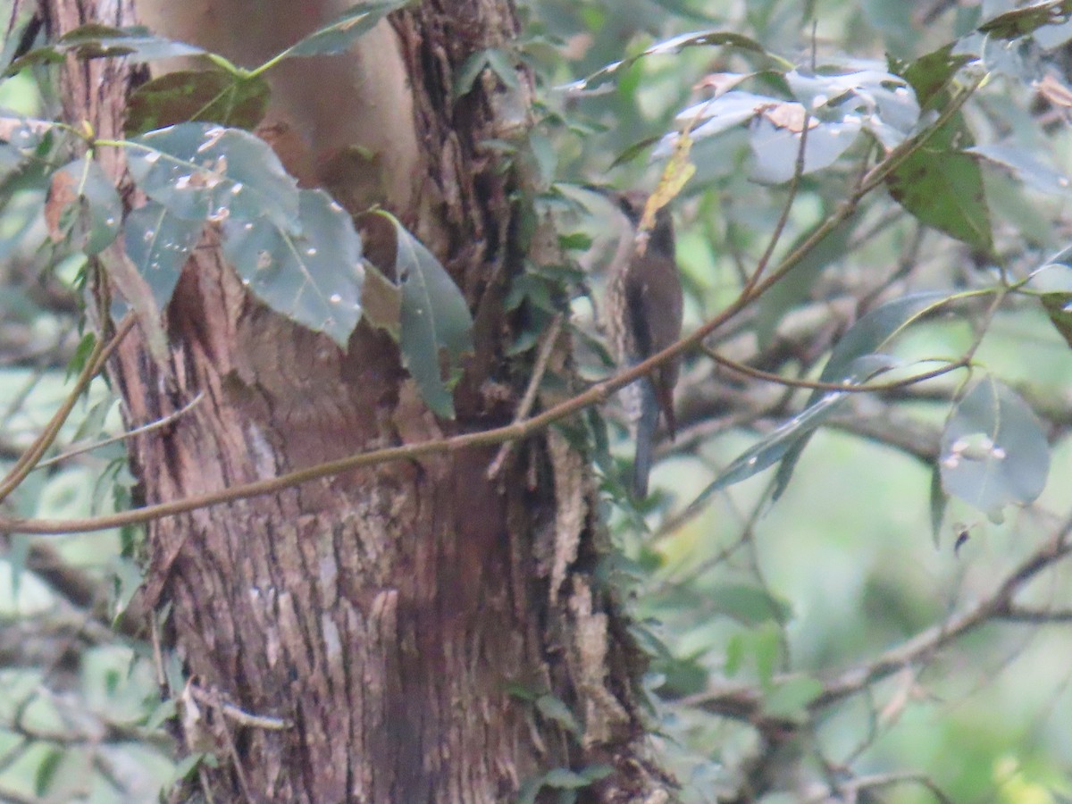 White-throated Treecreeper - ML642204632