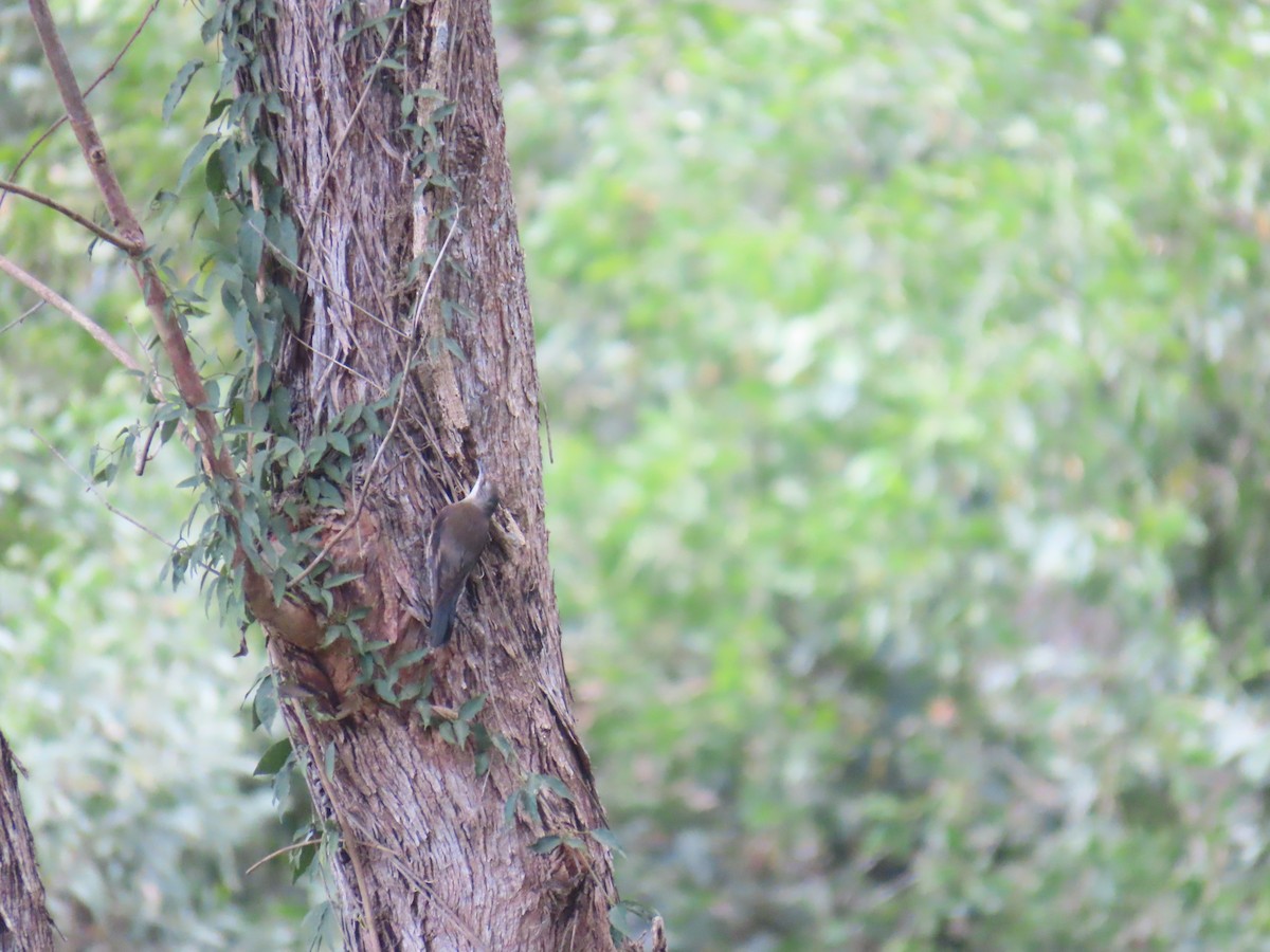 White-throated Treecreeper - ML642204633