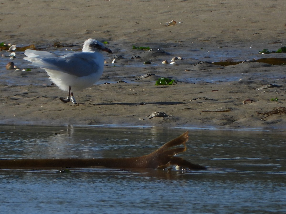 Mediterranean Gull - ML642204634