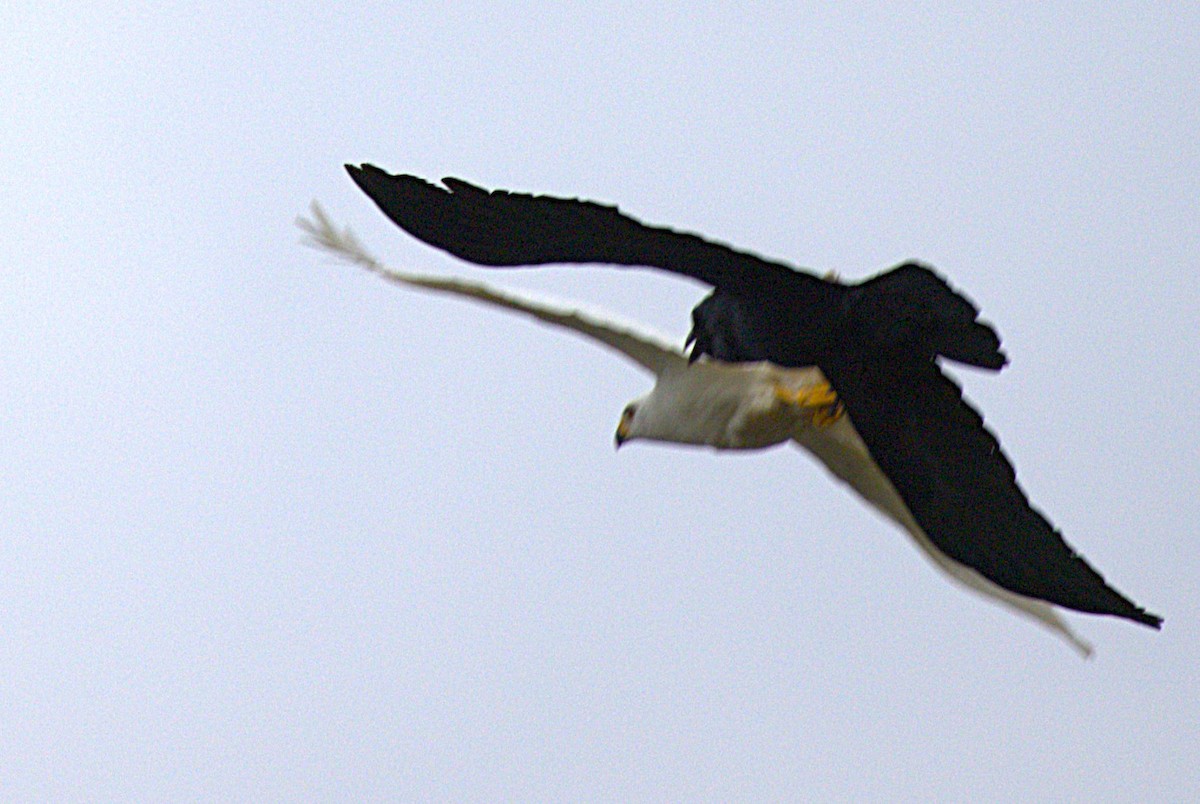 Gray Goshawk - ML642204635