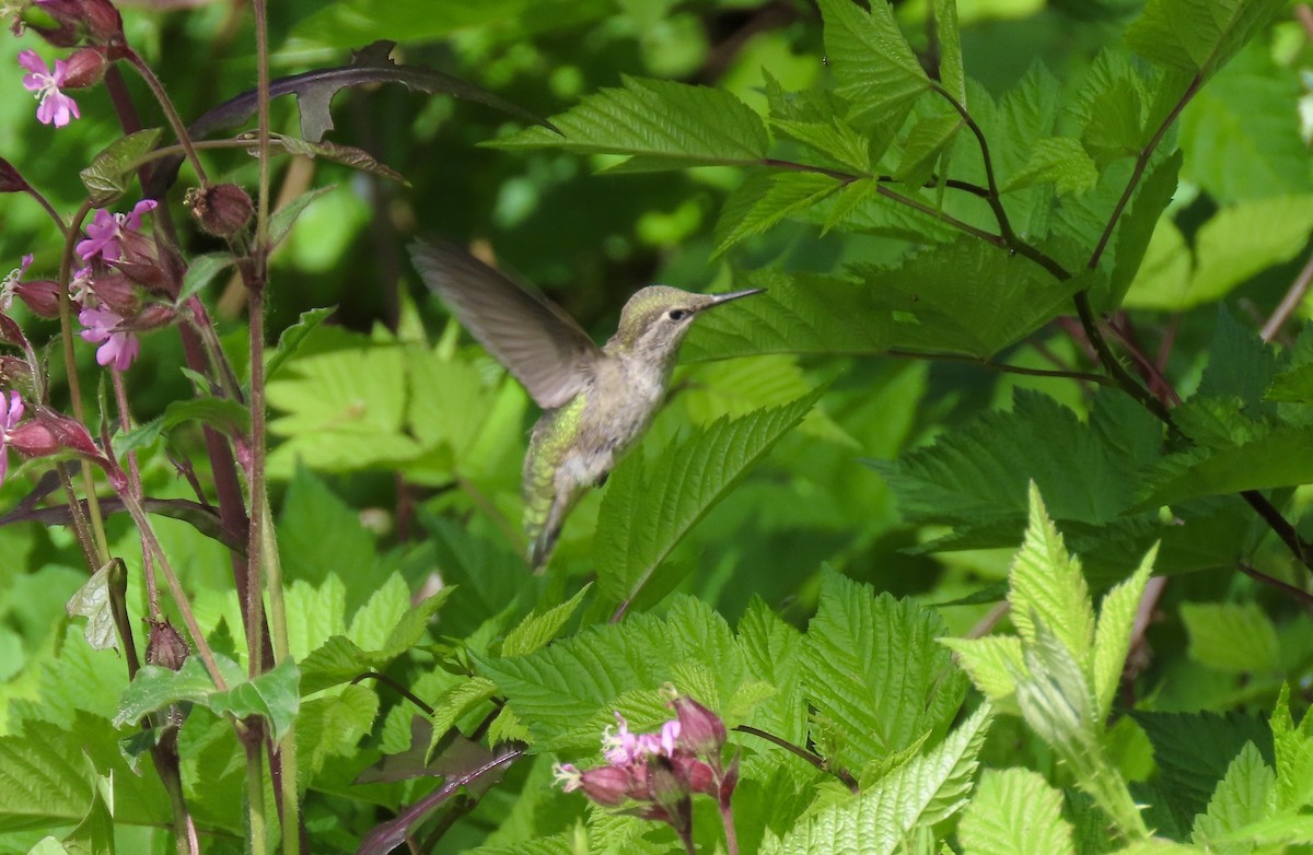 Anna's Hummingbird - ML642204638