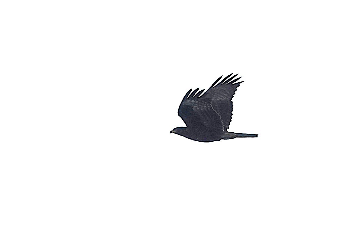 European Honey-buzzard - ML642204640