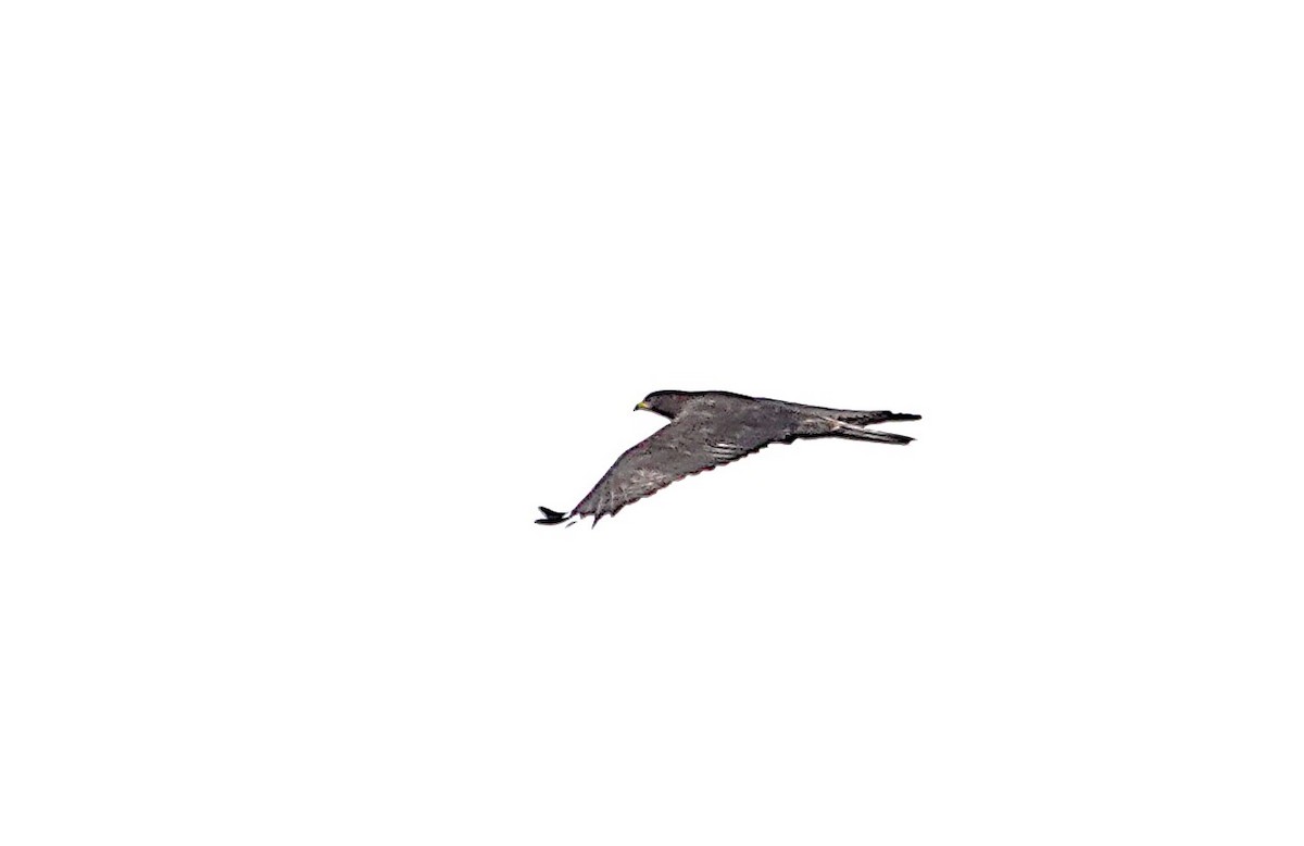 European Honey-buzzard - ML642204641