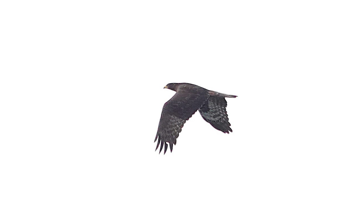 European Honey-buzzard - ML642204642