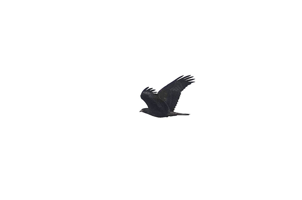 European Honey-buzzard - ML642204643