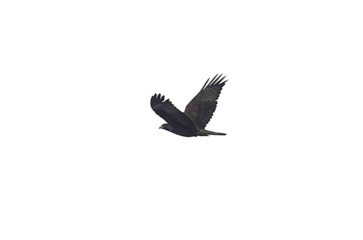 European Honey-buzzard - ML642204644