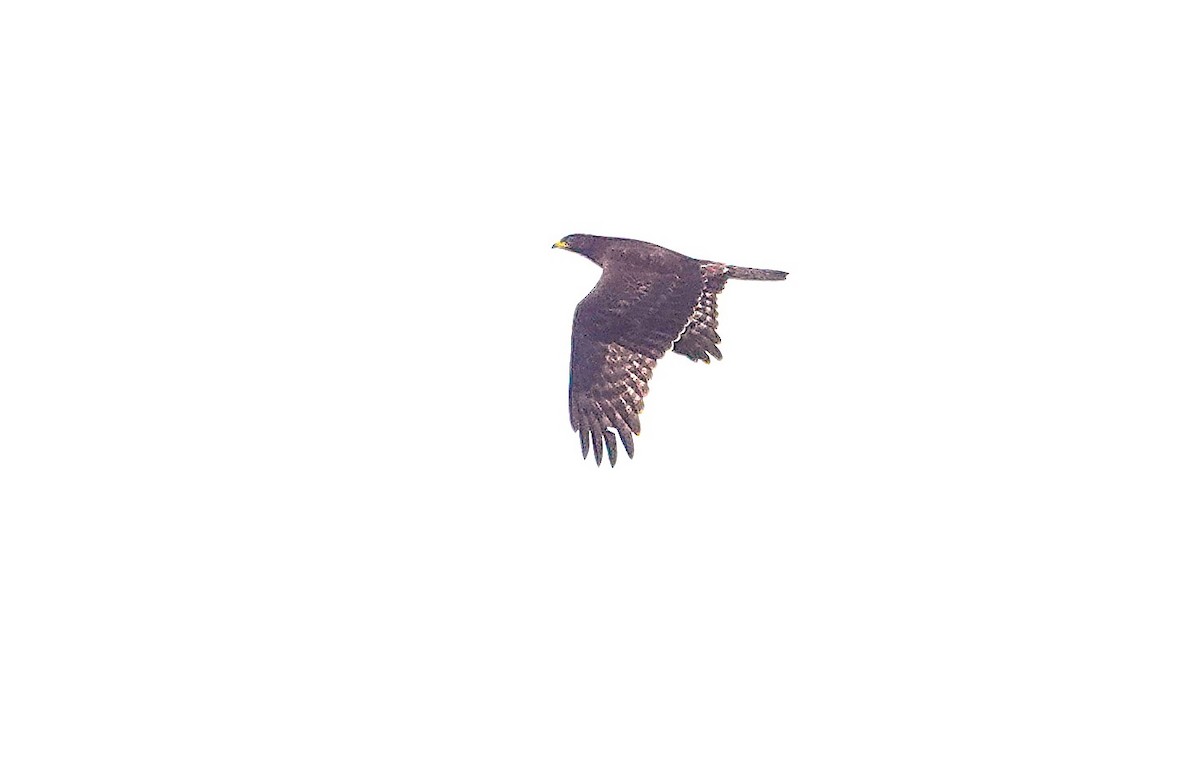European Honey-buzzard - ML642204645