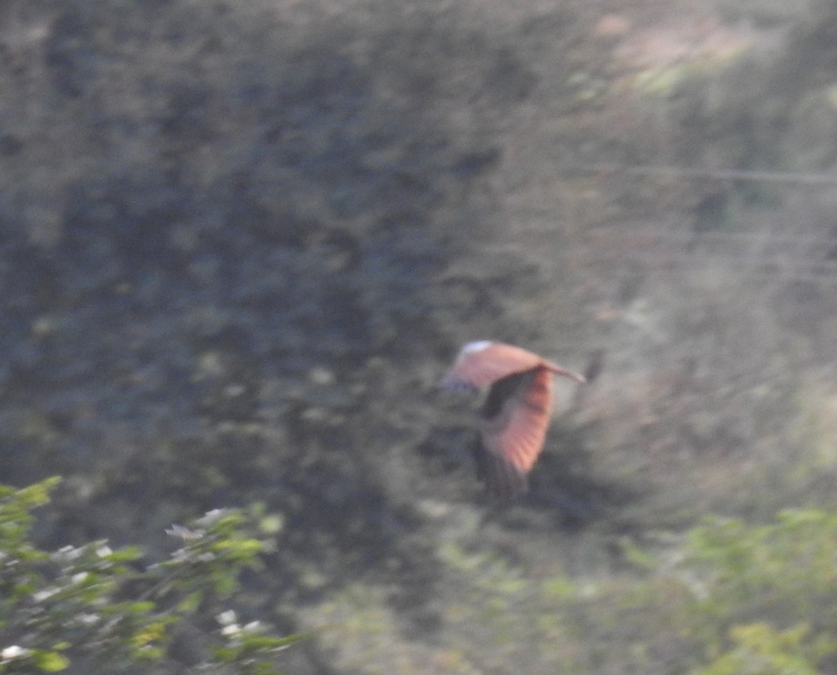 Brahminy Kite - ML642204646
