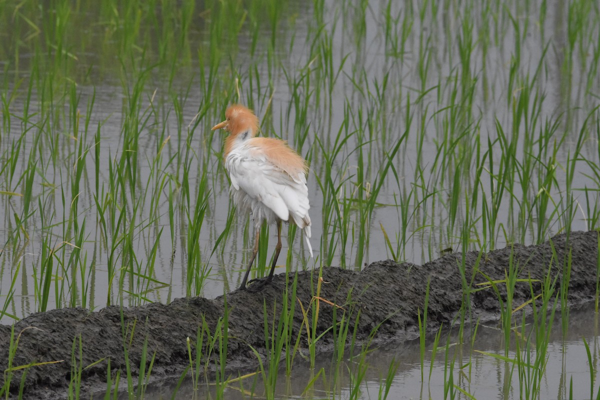Eastern Cattle-Egret - ML642204647
