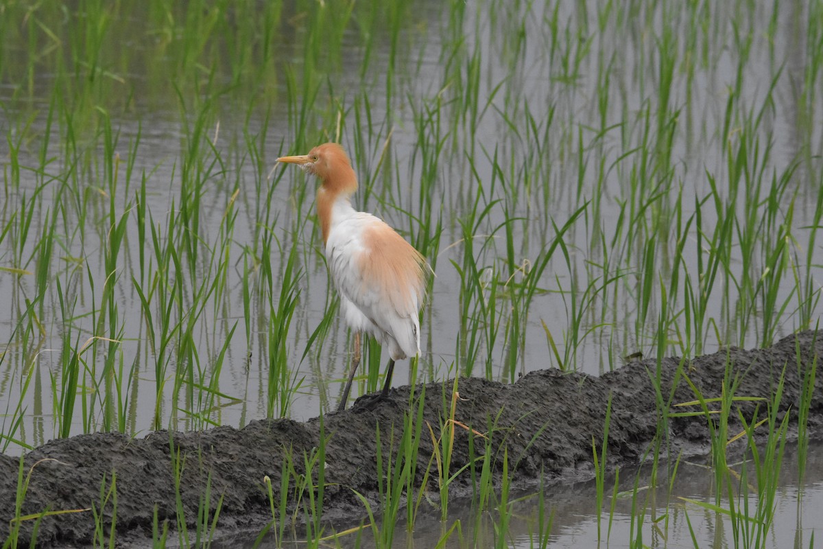 Eastern Cattle-Egret - ML642204648