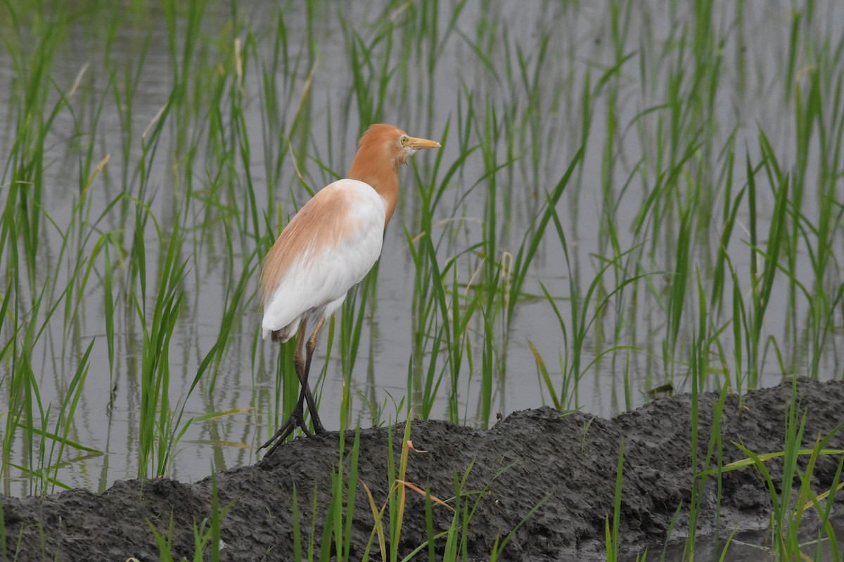 Eastern Cattle-Egret - ML642204650