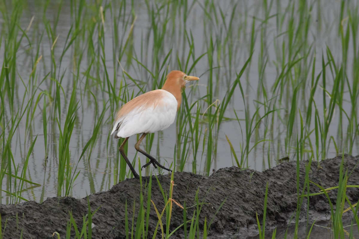 Eastern Cattle-Egret - ML642204651