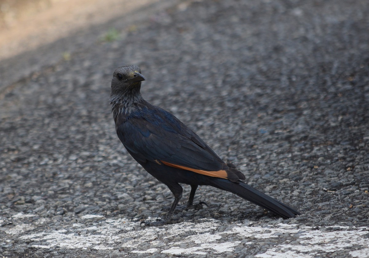 Red-winged Starling - ML642204653