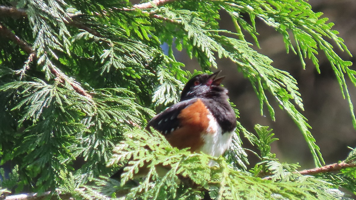 Spotted Towhee - ML642204654
