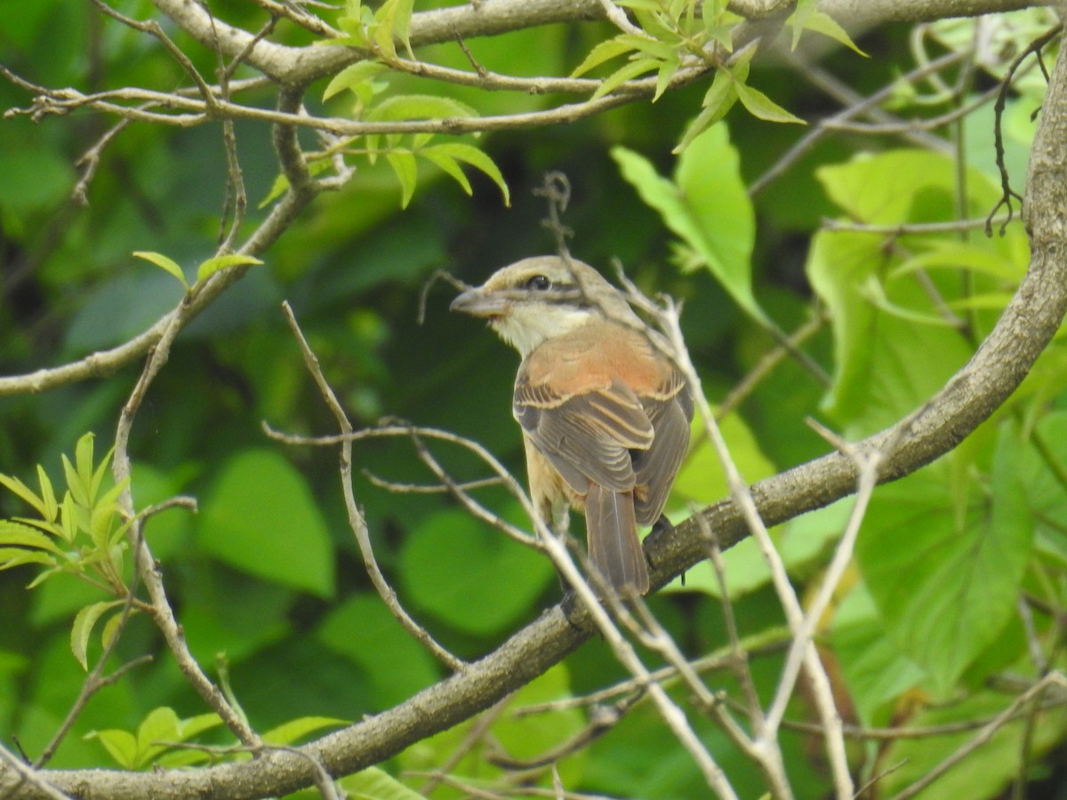 Long-tailed Shrike - ML642204657