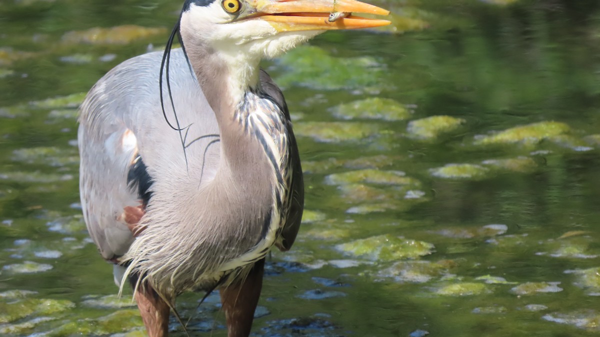 Great Blue Heron - ML642204658