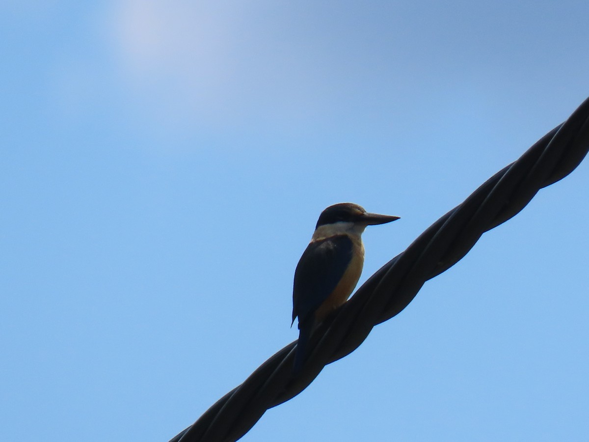 Sacred Kingfisher - ML642204659