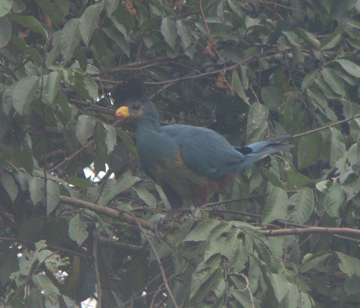Great Blue Turaco - ML642204660