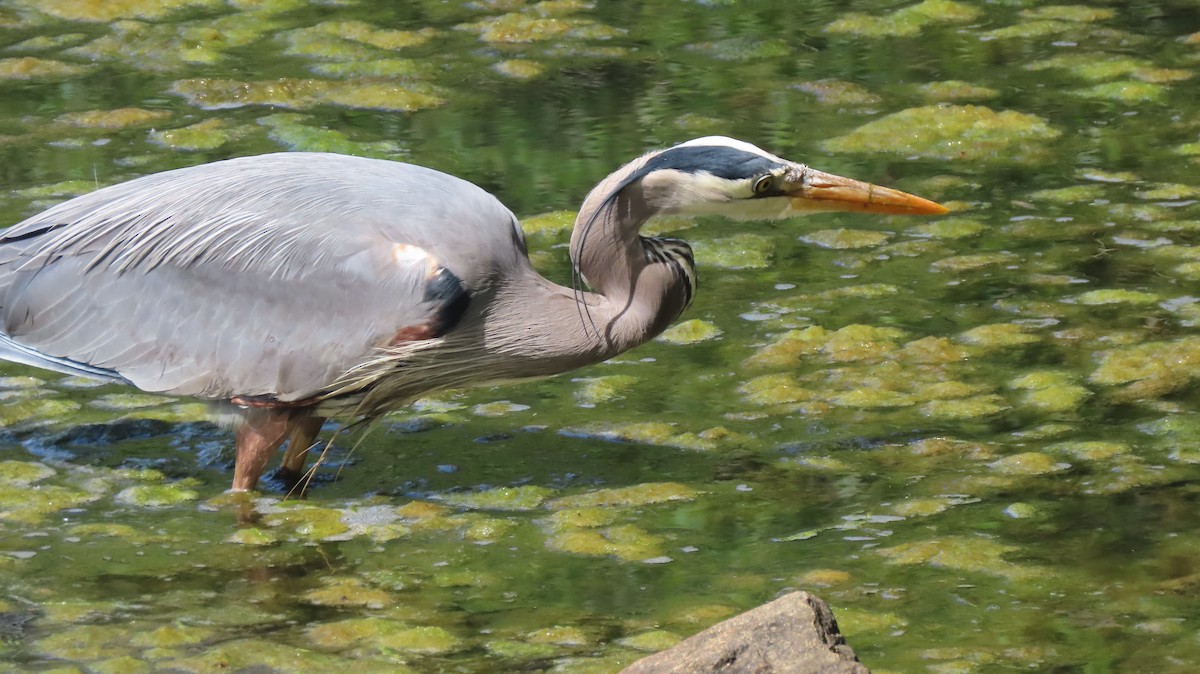 Great Blue Heron - ML642204664