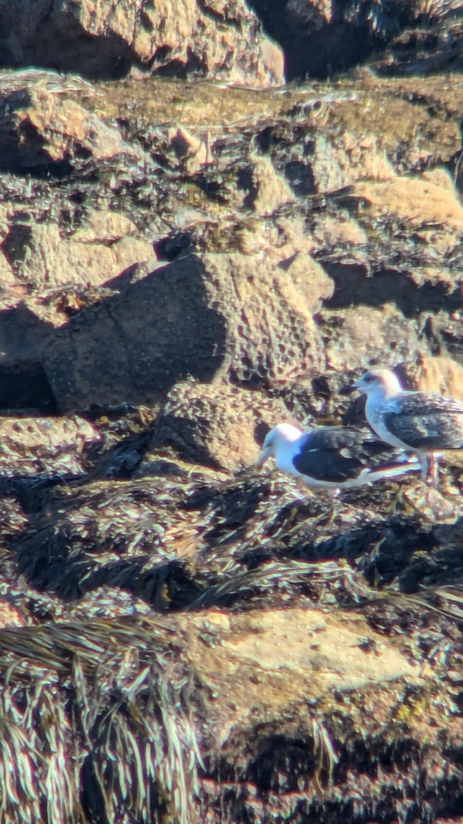 Great Black-backed Gull - ML642204665