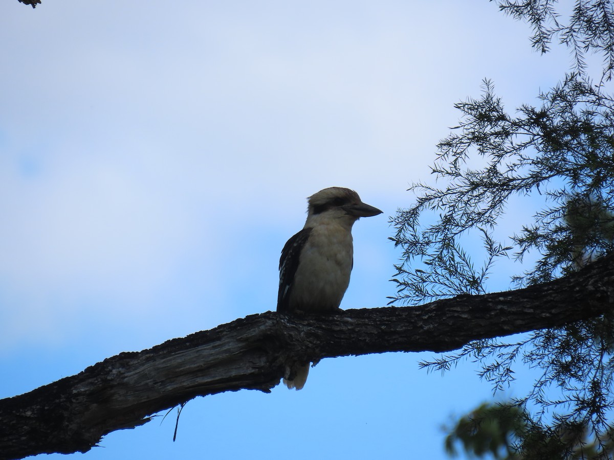Laughing Kookaburra - ML642204666