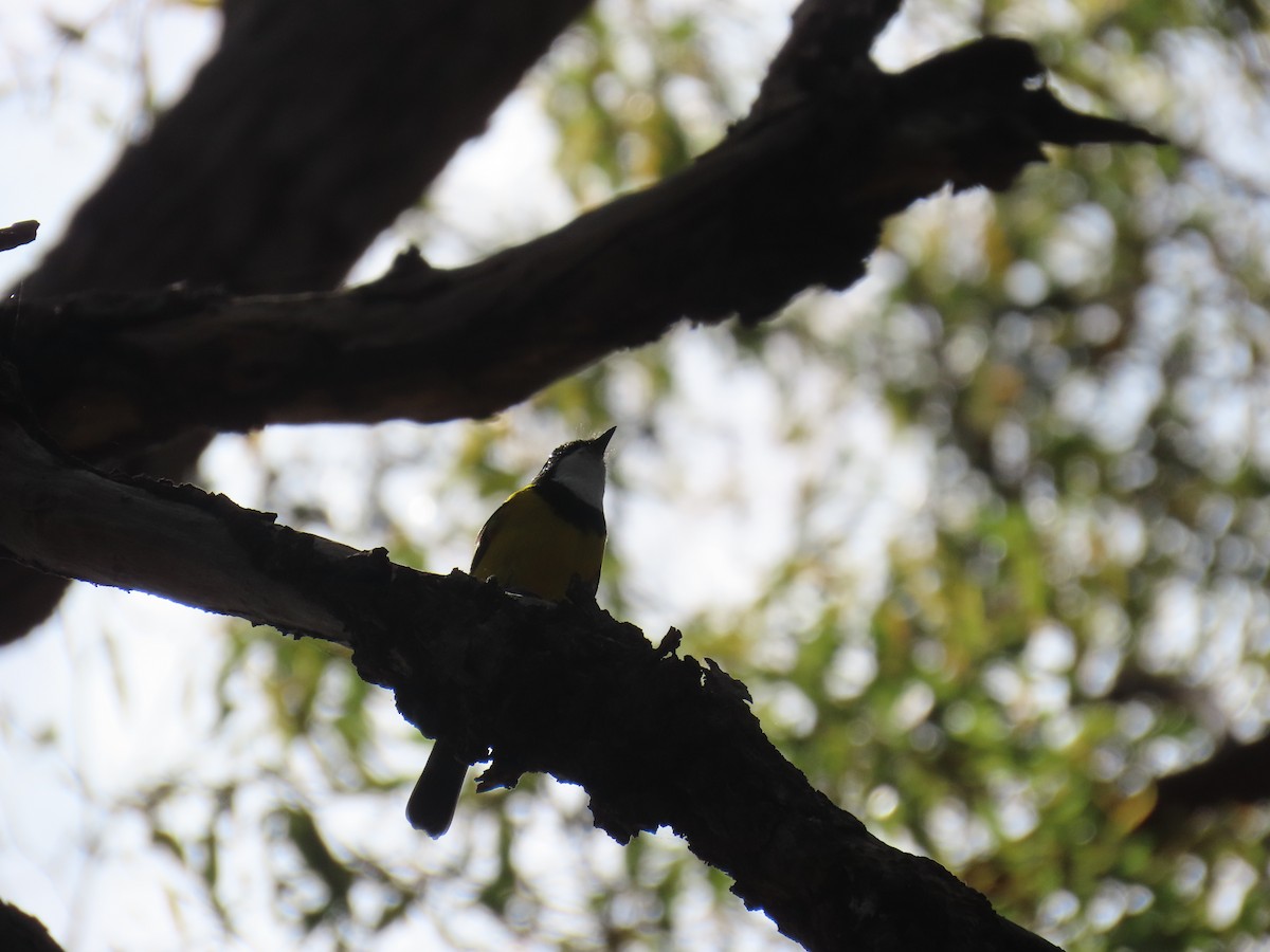Golden Whistler - ML642204668