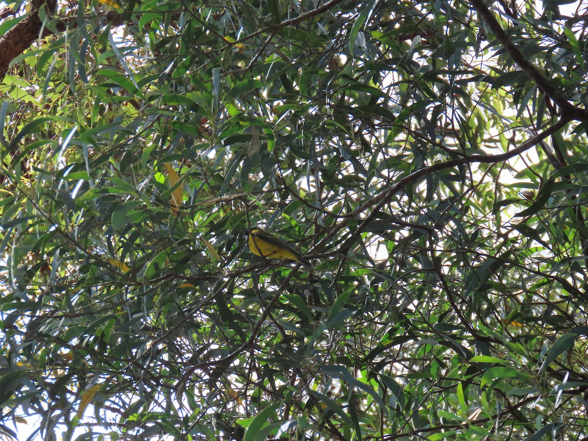 Golden Whistler - ML642204669