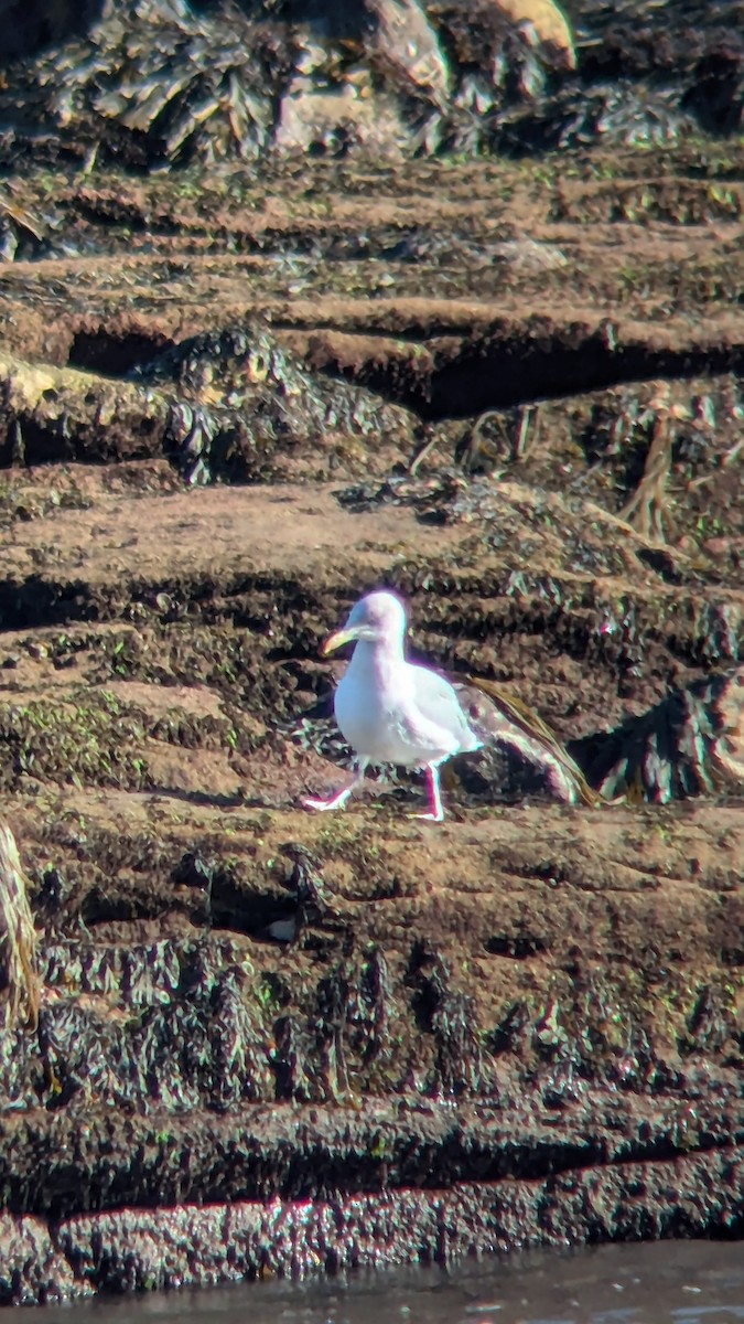 European Herring Gull - ML642204672