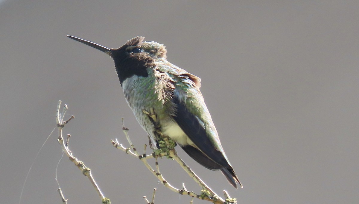 Anna's Hummingbird - ML642204673