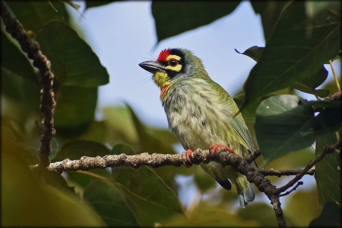 Coppersmith Barbet - ML642204674