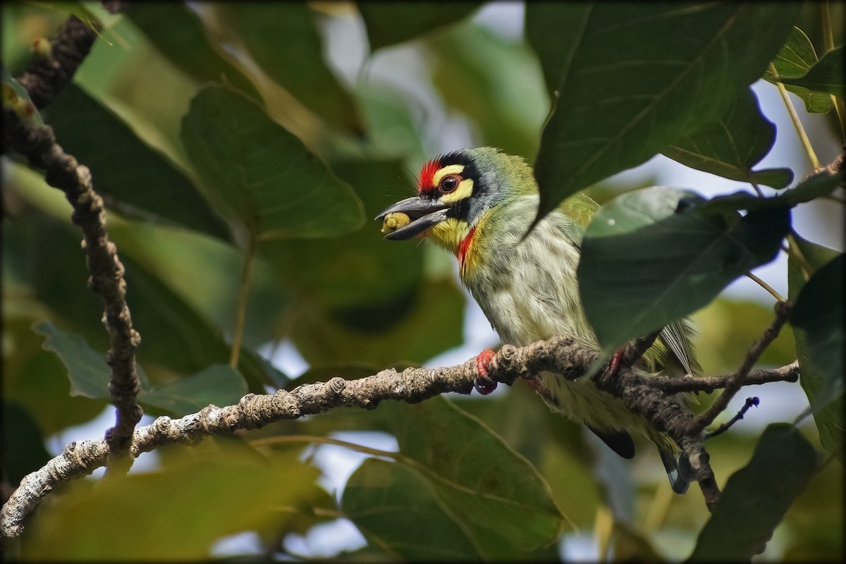 Coppersmith Barbet - ML642204675