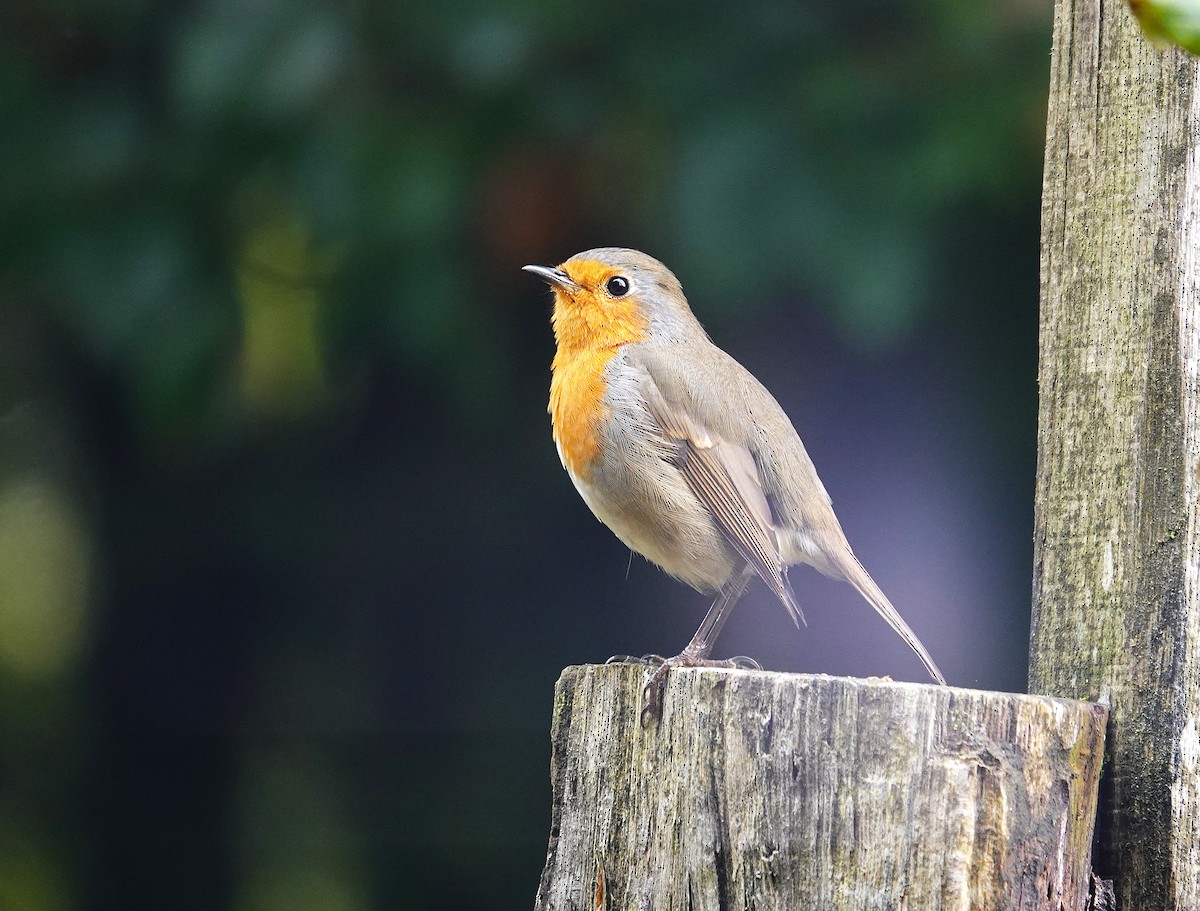 European Robin - ML642204676
