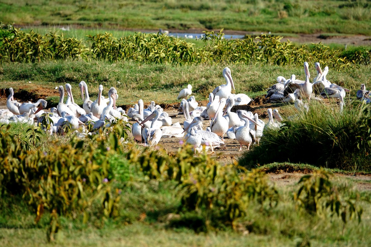 Pink-backed Pelican - ML642204677