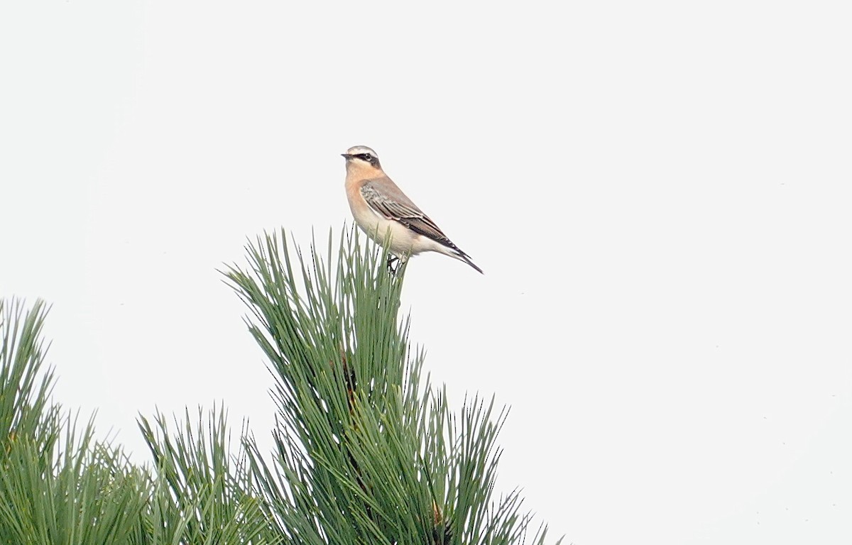 Northern Wheatear - ML642204678