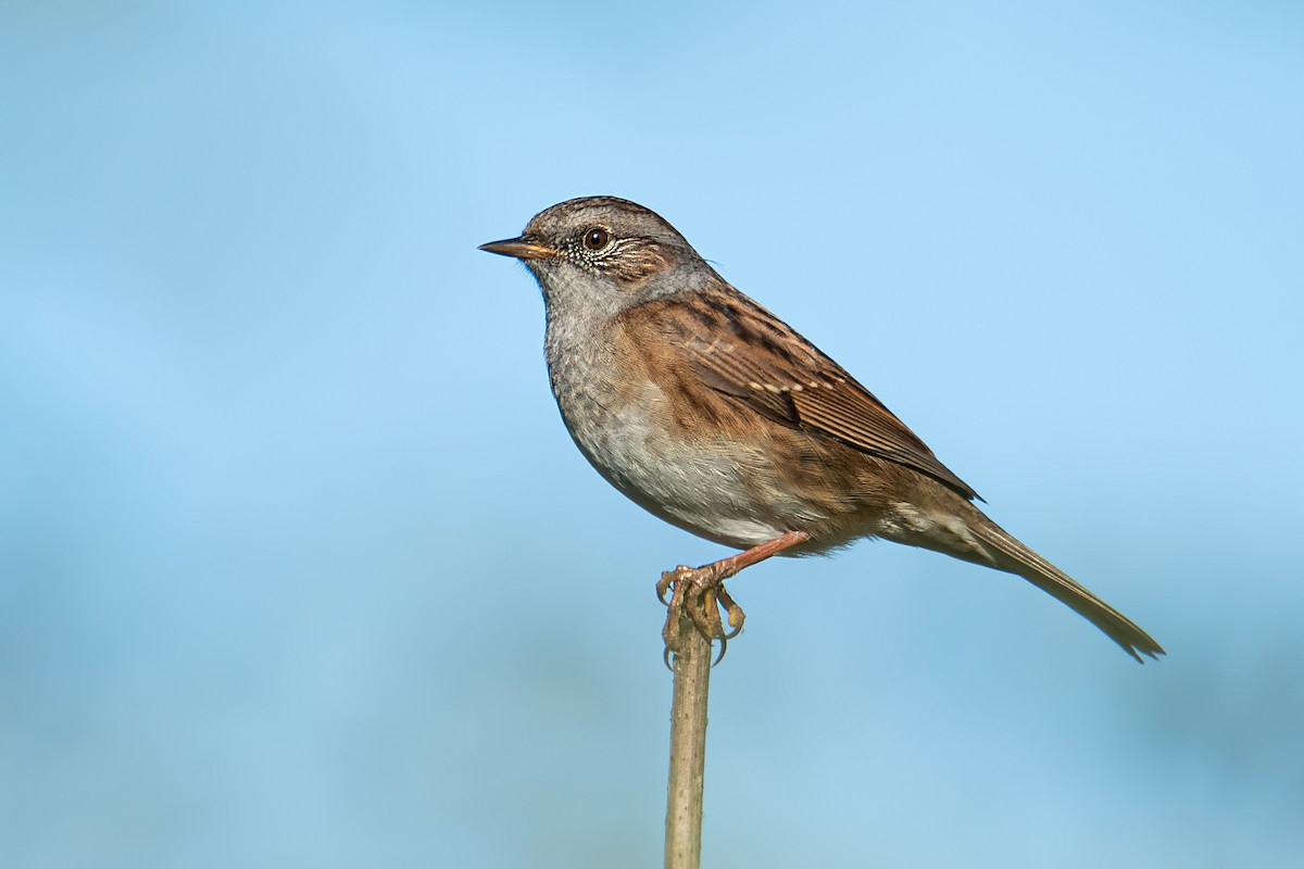 Dunnock - ML642204680