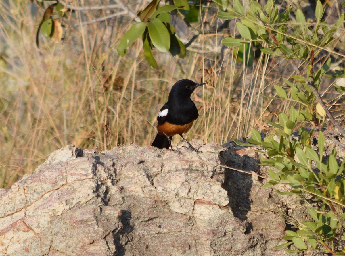 Mocking Cliff-Chat - ML642204683