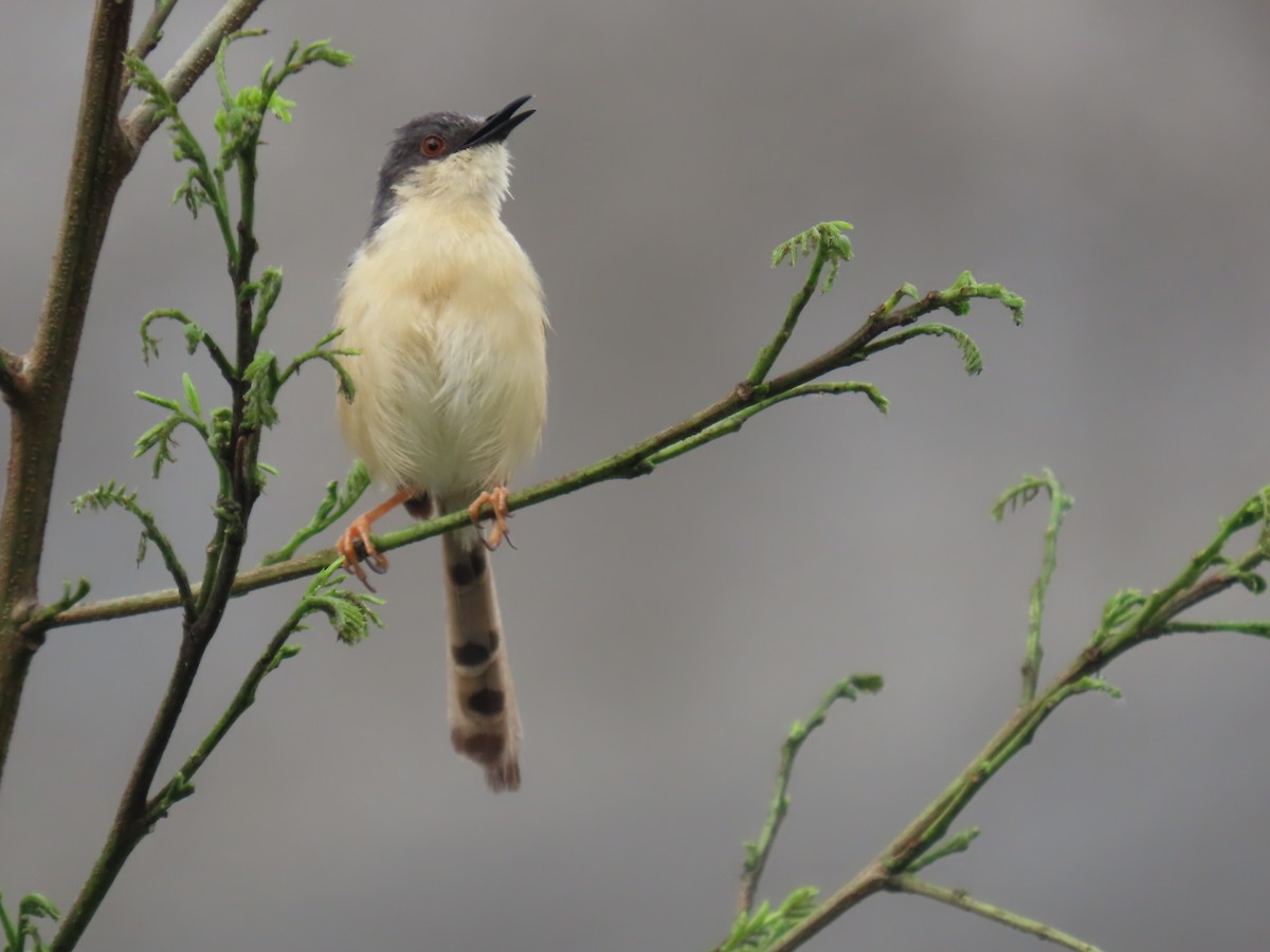 Ashy Prinia - ML642204684