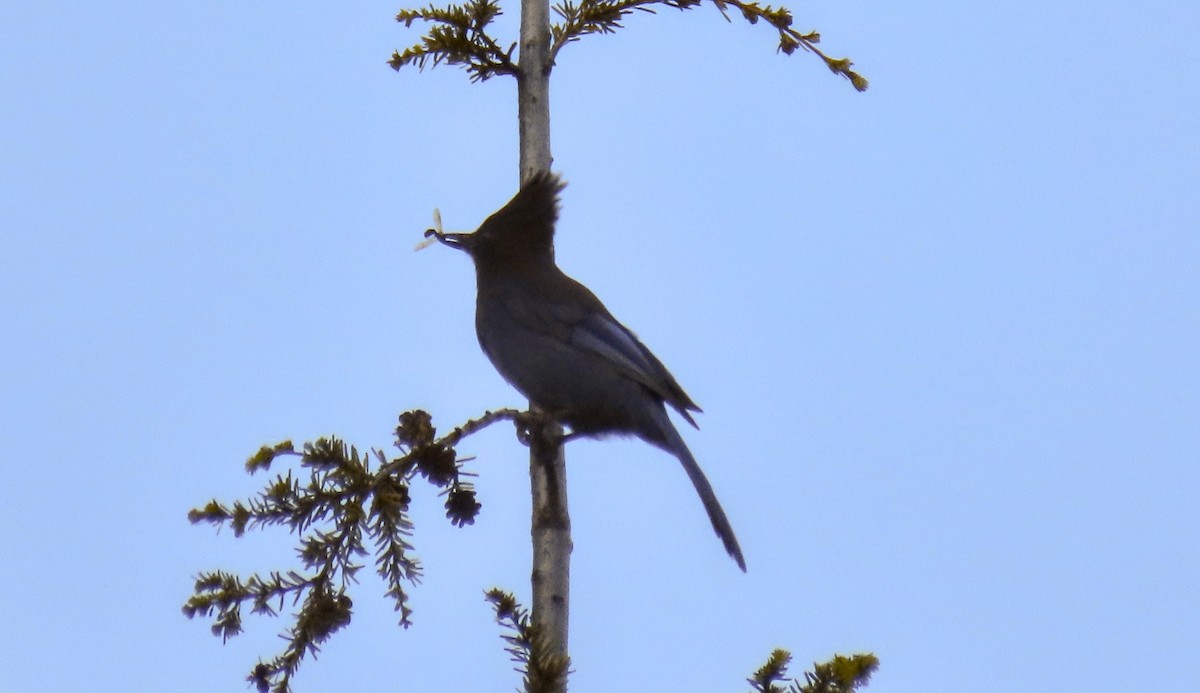 Steller's Jay - ML642204685