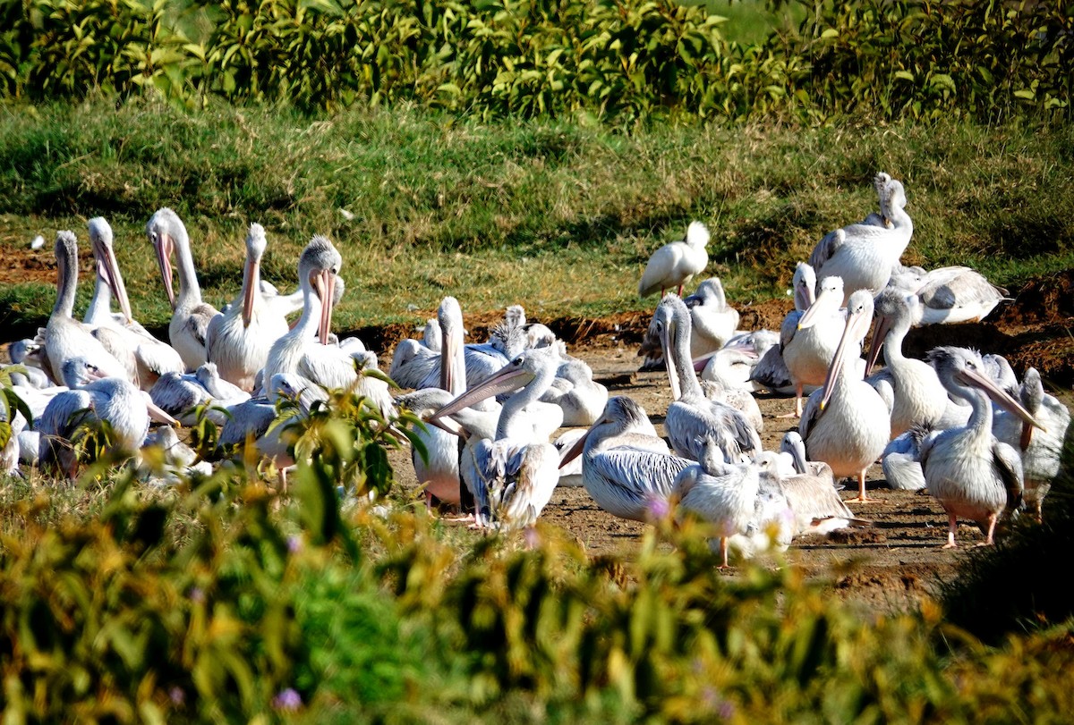 Pink-backed Pelican - ML642204688