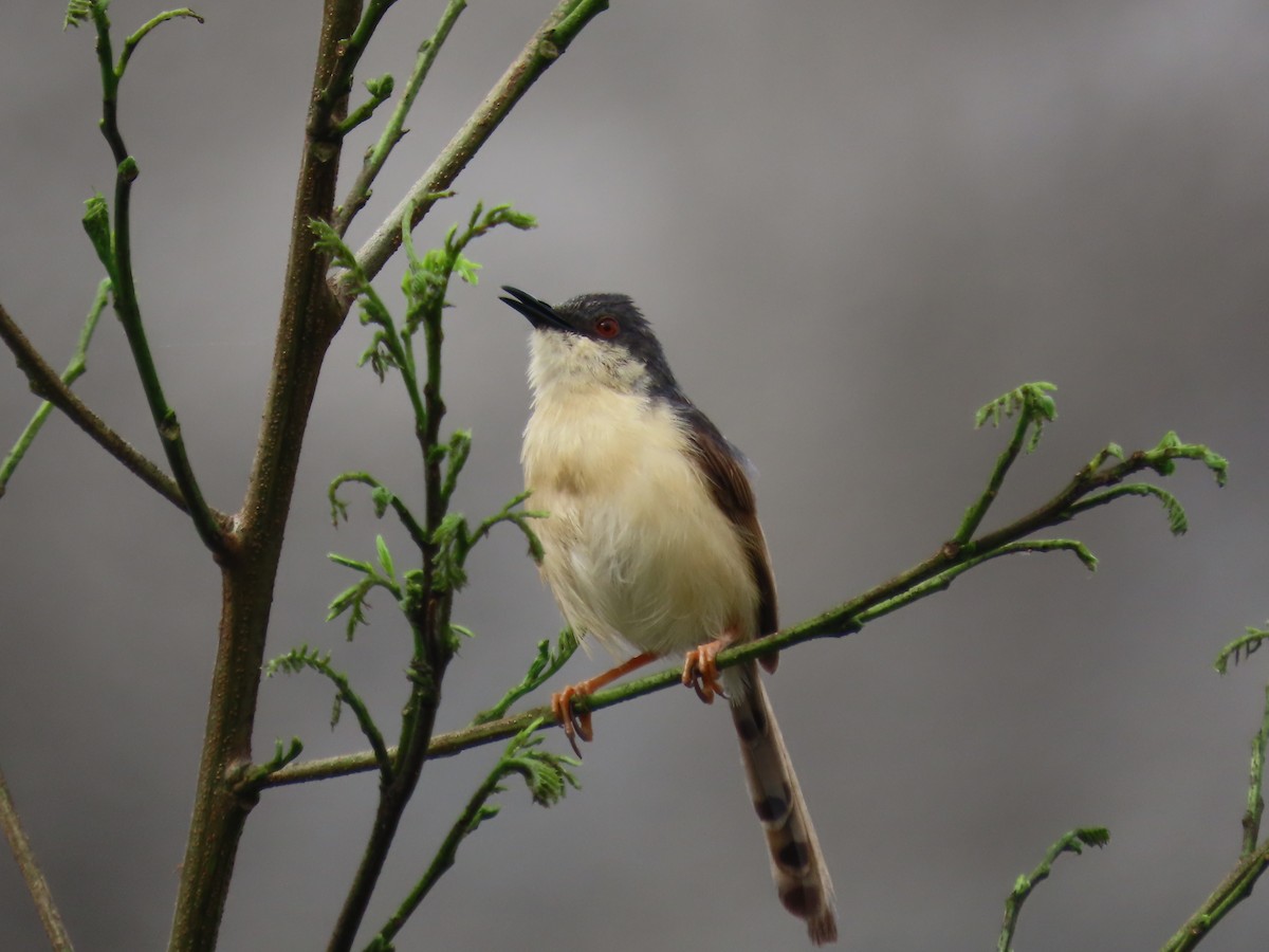 askeprinia - ML642204690