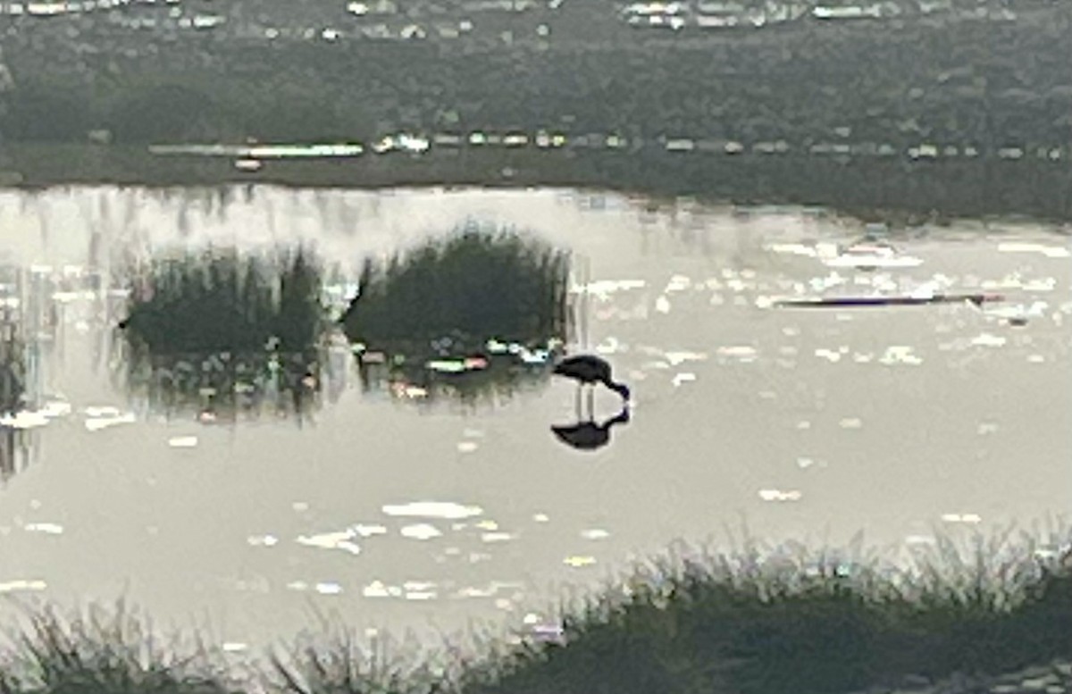 bronseibis - ML642204732